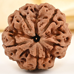 Super Collector 5 Mukhi from Nepal - DCLXXVI