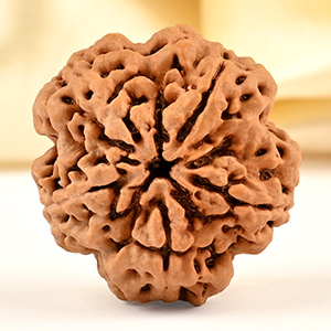 Super Collector 5 Mukhi from Nepal - DCLXXVII