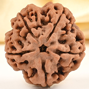 Super Collector 5 Mukhi from Nepal - DCLXXVIII