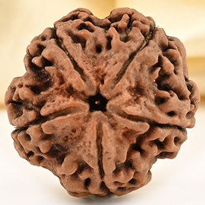 Super Collector 5 Mukhi from Nepal - DCLXXIX