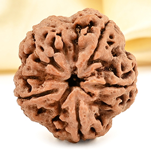 Super Collector 5 Mukhi from Nepal - DCLXXXI
