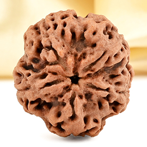 Super Collector 5 Mukhi from Nepal - DCLXXXII