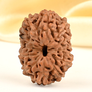 Collector 12 Mukhi from Java - CCXX