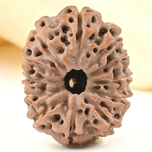 Collector 12 Mukhi from Java - CCXXXII