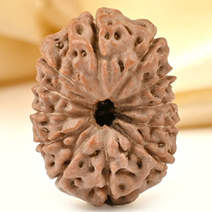 Collector 12 Mukhi from Java - CCXXXVI