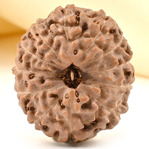 Collector 12 Mukhi from Java - CCXXXVII
