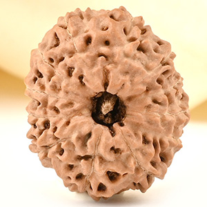 Collector 12 Mukhi from Java - CCXXXVIII