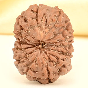 14 Mukhi from Java Indonesia Small - CDXV