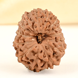 14 Mukhi from Java Indonesia Small - CDXXI