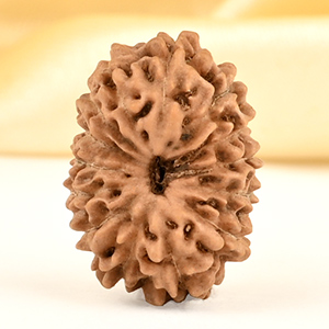 14 Mukhi from Java Indonesia Small - CDXXII
