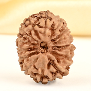 14 Mukhi from Java Indonesia Small - CDXXIII