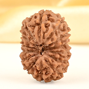 14 Mukhi from Java Indonesia Small - CDXXIV