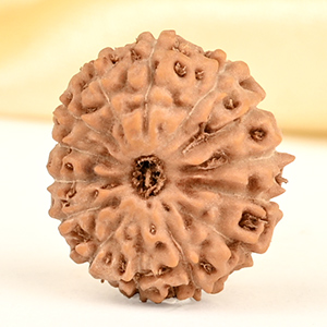 14 Mukhi from Java Indonesia Small - CDXXV