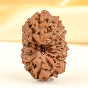 14 Mukhi from Java Indonesia Small - CDXXVI