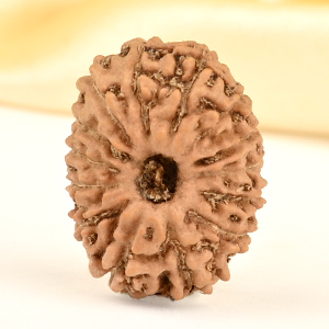 14 Mukhi from Java Indonesia Small - CDXXVII