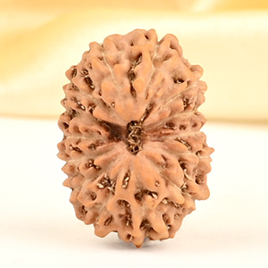 14 Mukhi from Java Indonesia Small - CDXXVIII
