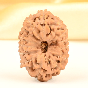 14 Mukhi from Java Indonesia Small - CDXXIX