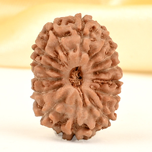 14 Mukhi from Java Indonesia Small - CDXXX
