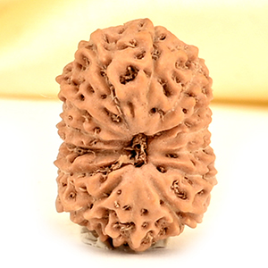 14 Mukhi from Java Indonesia Small - CDXXXI