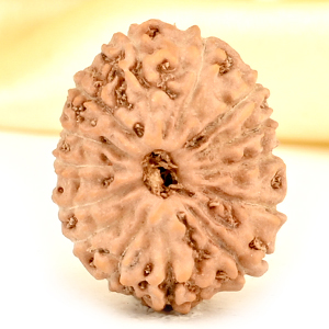 14 Mukhi from Java Indonesia Small - CDXXXII