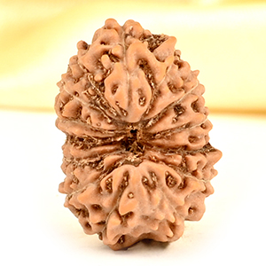 14 Mukhi from Java Indonesia Small - CDXXXIII