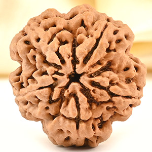 14 Mukhi from Java Indonesia Small - CDXXXV