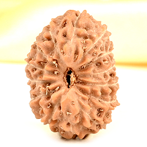 14 Mukhi from Java Indonesia Small - CDXXXIX