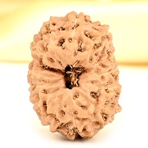 14 Mukhi from Java Indonesia Small - CDXL