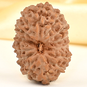 14 Mukhi from Java Indonesia Small - CDXLIII