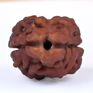Rare 2 Mukhi Nepali Large - CXL