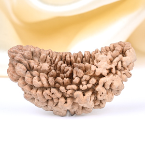 1 Mukhi Half Moon Collector - VIII