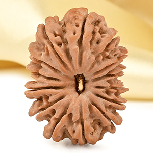 14 Mukhi from Nepal - CCLIV