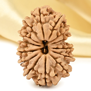 14 Mukhi from Nepal Large - CX