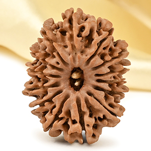 14 Mukhi from Nepal Large - CXII