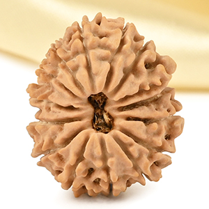 15 Mukhi from Nepal Tiny - VI