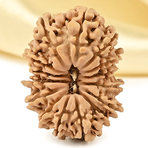 15 Mukhi from Nepal Tiny - VII