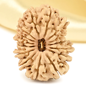 15 Mukhi from Nepal Small - CLXVI