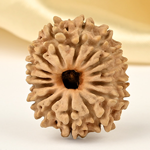 15 Mukhi from Nepal - CLIII