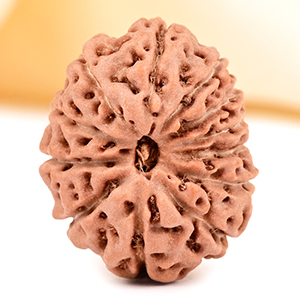 Collector 12 Mukhi from Java - CCXLI