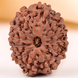 Collector 12 Mukhi from Java - CCXLIV