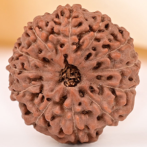 Collector 12 Mukhi from Java - CCXLV