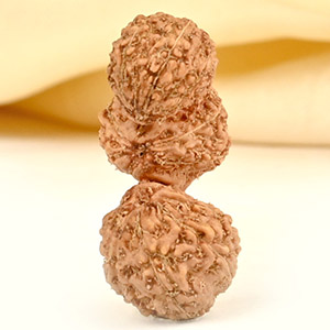 16 mukhi Javanese Trijuti Large - I