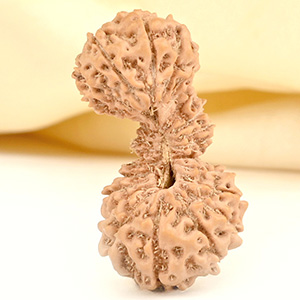 Collector 27 mukhi Javanese Trijuti - I