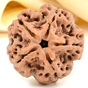 Super Collector 5 Mukhi from Nepal - DCXC