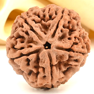 Super Collector 5 Mukhi from Nepal - DCXCI