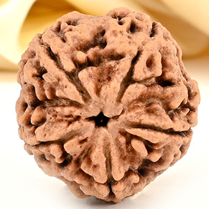 Super Collector 5 Mukhi from Nepal - DCXCII