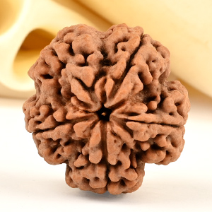 Super Collector 5 Mukhi from Nepal - DCCV