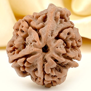 Ganesh Rudraksha 5 Mukhi from Nepal - LXX