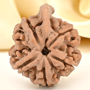 Ganesh Rudraksha 5 Mukhi from Nepal - LXXI