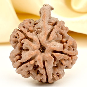 Ganesh Rudraksha 5 Mukhi from Nepal - LXXII